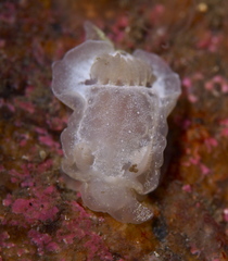 Goniodoris nodosa