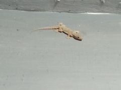 Hemidactylus platyurus