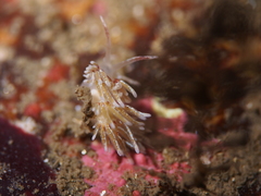 Rubramoena rubescens