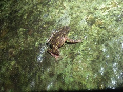 Leptophryne javanica