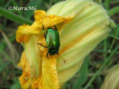 Calomacraspis splendens