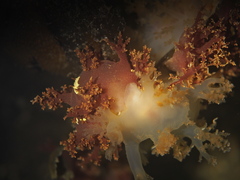 Dendronotus lacteus