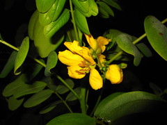 Senna sulfurea
