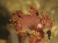 Dendronotus lacteus