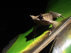Megophrys montana