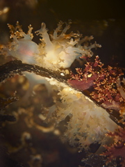 Dendronotus lacteus