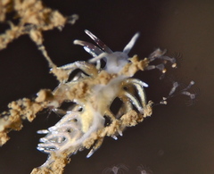 Rubramoena rubescens