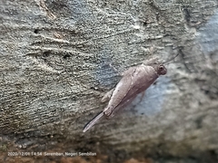 Systolederus cinereus