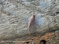 Systolederus cinereus