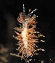 Eubranchus vittatus