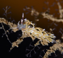 Rubramoena rubescens
