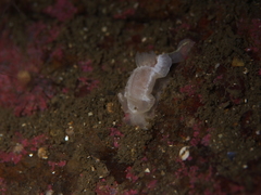 Goniodoris nodosa