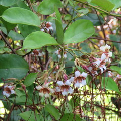 Strophanthus preussii