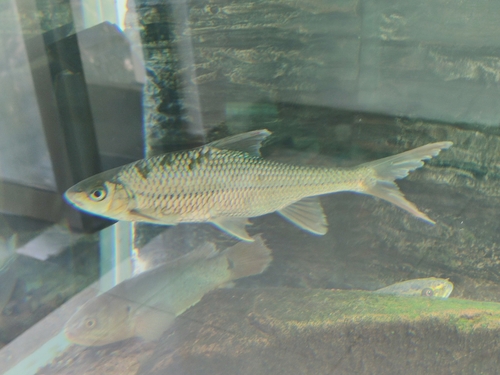 Gerlach's scraping carp (Onychostoma gerlachi) — Cyprinidae — 4