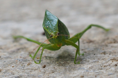Ruidocollaris truncatolobata