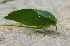 Ruidocollaris truncatolobata
