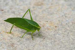 Ruidocollaris truncatolobata