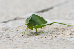 Ruidocollaris truncatolobata