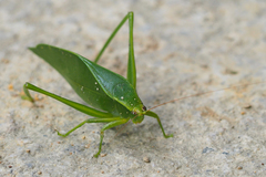 Ruidocollaris truncatolobata