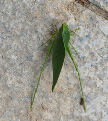Ruidocollaris truncatolobata