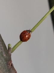 Harmonia axyridis