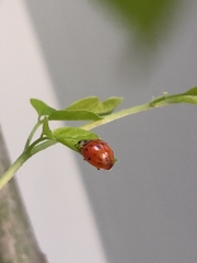Harmonia axyridis