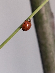 Harmonia axyridis