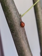 Harmonia axyridis