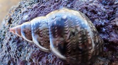 Phasianella australis