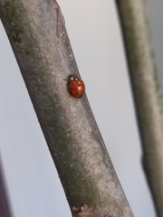 Harmonia axyridis