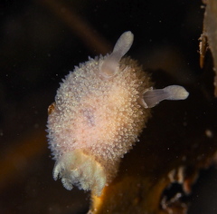 Acanthodoris pilosa