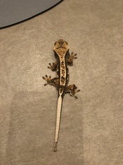 Correlophus ciliatus