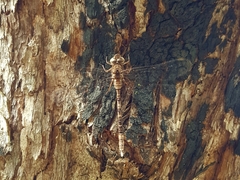 Acanthaeschna victoria