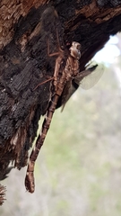 Acanthaeschna victoria