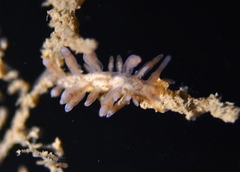 Eubranchus rupium