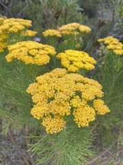 Athanasiinae