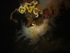 Dendronotus lacteus