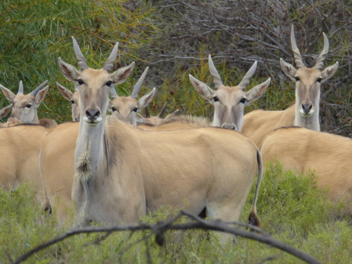 Common Eland