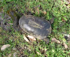 Chelodina oblonga
