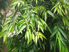 Polyalthia