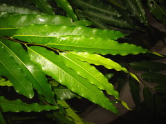 Polyalthia