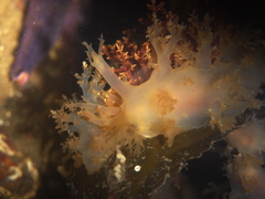 Dendronotus lacteus