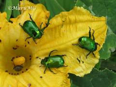 Calomacraspis splendens