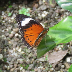 Cethosia penthesilea