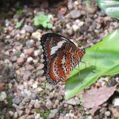 Cethosia penthesilea