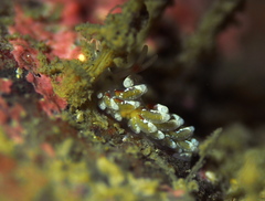 Rubramoena rubescens