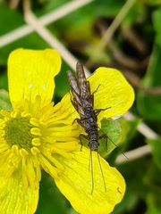 Zelandobius