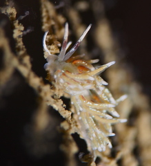 Rubramoena rubescens