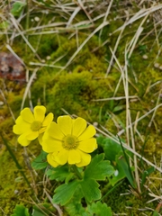 Ranunculus nivicola