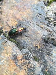 Carabus lineatus lateralis